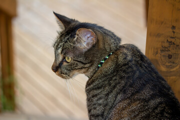 This image shows a close-up portrait view of a gray and brown striped domestic tabby cat with defocused outdoor wooden deck background.