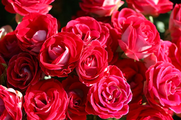 Floral background of pink roses. Gift card