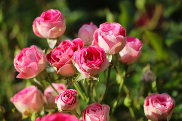 Pink rose flowers on the rose bush with selective focus in the garden
