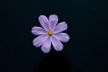 purple flower on black water