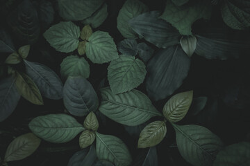 Background of plant leaves in dim colors