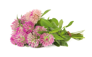 Beautiful blooming clover flowers on white background