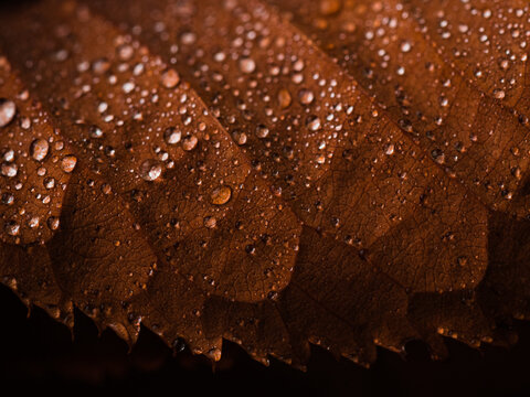 macro of autumn leaf with water drops