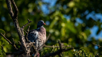 European wild pigeon, turtle dove, wood pigeon. Close-up photo of a wild pigeon sitting on top of an old pear. With copy space