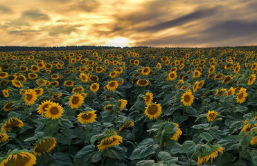 Obraz premium Sunflowers field on sunset. Harvesting Sunflower Seeds in agriculture. Huge yellow flowers on summer sun is harvesting sunflower seeds in autumn harvest season. Gardening and farming concept.