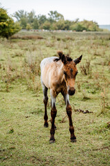 a young foal stands on its feet. a young horse looks forward. small horse immature legs