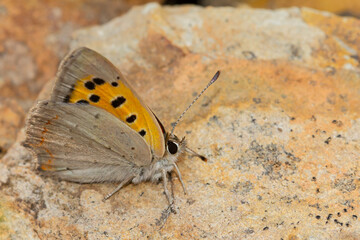 Lycaena phlaeas, orange butterfly perched with wings closed on the stone.