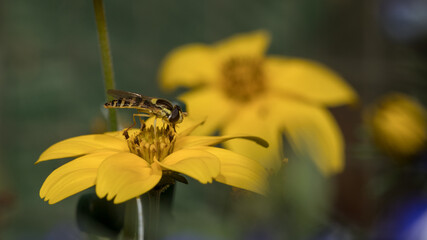 Schwebfliege sitzt auf gelber Blüte