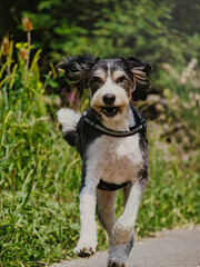 Chien mignon qui court sur un chemin taille moyenne 