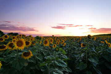 Sunflowers field on sunset. Harvesting Sunflower Seeds in agriculture. Huge yellow flowers on...