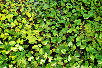 Water lilies in the swamp. Yellow water lily flower with green leaves in floating bog. Waterlilia in wild. Aquatic and invasive plants. Wildflower concept. Ecology and environmental protection.