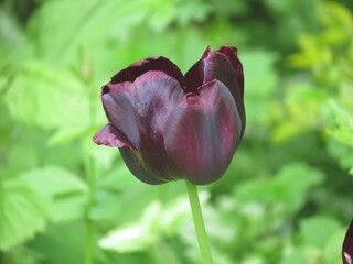 Tulipe