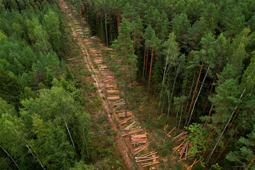 Felled forest, aerial view. Destruction of forests and felling of trees. Forests illegal...