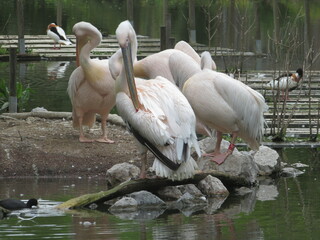 Flamants roses