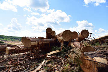 Deforestation forest and Illegal logging. Cutting trees. ​Stacks of cut wood. Wood logs, timber...
