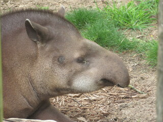 Tapir