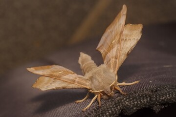Laothoe populi, the poplar hawk-moth
