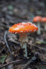 Red bright beautiful inedible mushroom fly agaric sprouted through dry leaves in Latvian autumn forest