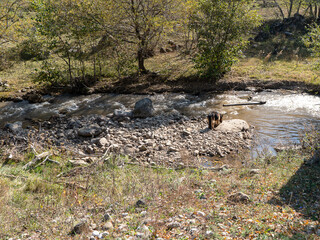 A German Shepherd dog drinking water from the mountain river