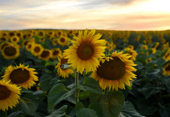 Sunflowers field on sunset. Harvesting Sunflower Seeds in agriculture. Huge yellow flowers on...