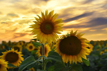 Sunflowers field on sunset. Harvesting Sunflower Seeds in agriculture. Huge yellow flowers on summer sun is harvesting sunflower seeds in autumn harvest season. Gardening and farming concept.