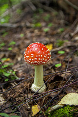 Red bright beautiful inedible mushroom fly agaric sprouted through dry leaves in Latvian autumn forest