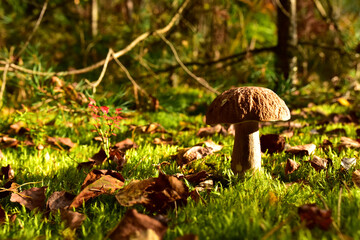 Porcini Cep in forest during mushrooming harvesting season. White Mushroom King Boletus Pinophilus. Fungal Mycelium in moss in a forest. Big bolete mushrooms in wildlife. Fungi plants