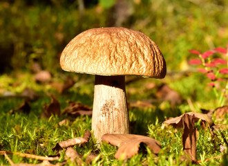 Porcini Cep in forest during mushrooming harvesting season. White Mushroom King Boletus Pinophilus. Fungal Mycelium in moss in a forest. Big bolete mushrooms in wildlife. Fungi plants