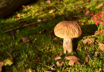 King Pine Bolete in moss at forest. White Mushroom Fungal Mycelium in wildlife. Edible Big Boletus mushrooms at woodland. Single bolete mushroom. Porcini Cep mushrooming season.