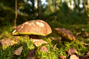 King Pine Bolete in moss at forest. White Mushroom Fungal Mycelium in wildlife. Edible Big Boletus mushrooms at woodland. Single bolete mushroom. Porcini Cep mushrooming season.