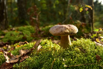 Porcini Cep in forest during mushrooming harvesting season. White Mushroom King Boletus Pinophilus. Fungal Mycelium in moss in a forest. Big bolete mushrooms in wildlife. Fungi plants