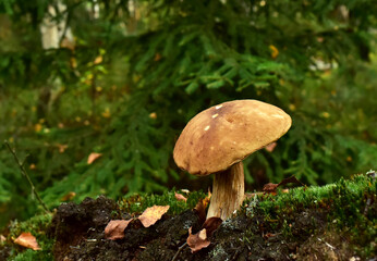 King Pine Bolete in moss at forest. White Mushroom Fungal Mycelium in wildlife. Edible Big Boletus mushrooms at woodland. Single bolete mushroom. Porcini Cep mushrooming season.