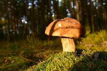 White Mushroom King Boletus Pinophilus in forest. Fungal Mycelium in moss at woodland. Big bolete mushrooms in wildlife. Porcini Cep during mushrooming harvesting season. Fungi plants