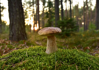 King Pine Bolete in moss at forest. White Mushroom Fungal Mycelium in wildlife. Edible Big Boletus mushrooms at woodland. Single bolete mushroom. Porcini Cep mushrooming season.