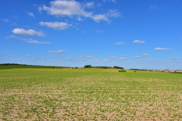 Fototapeta premium Green field with plants against the blue sky. Agriculture concept. Farming in early spring. Soil tillage before sowing