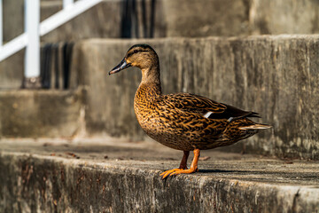Mallard Duck On The River Dock
