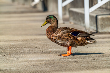 Mallard Duck  On The River Dock