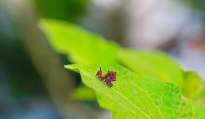 A closeup shot of a creepy red caterpillar on a green leaves. A red caterpillar perched on a leaf.