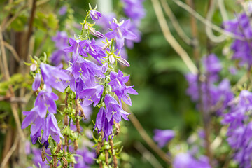 Purple bellflowers or nettle leaved Campanula trachelium are on a beautiful colored blurred green and violet background