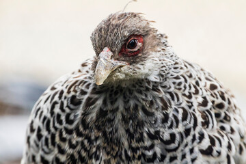Closeup of a Khalij Pheasant female