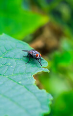 The fly with a water bubble on a green leaf, macro photography. Single fly on a green leaf blowing a bubble.