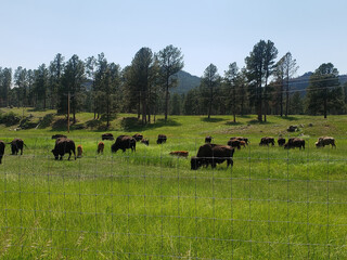 Bison Grazing on a Farm in Summer