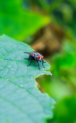The fly with a water bubble on a green leaf, macro photography. Single fly on a green leaf blowing a bubble.