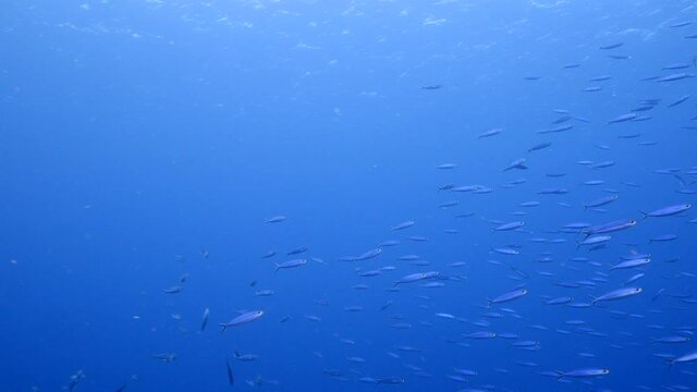 School of Boga fish in the turquoise water of coral reef in Caribbean Sea, Curacao