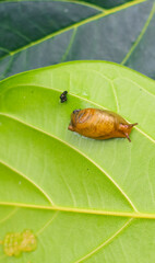 Rare photography, Garden snail (Helix asperse) with its egg on a green leaf. Save Earth concept. Snail on a green leaf, green nature background. Wild nature, environment concept.
