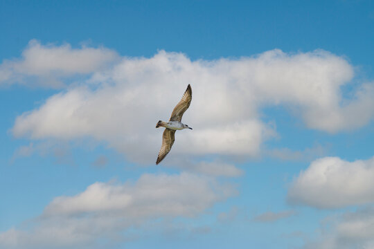 A river gull flies in the sky with clouds on a sunny day