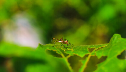 Lynx spider (Oxyopidae) sitting on a green leaf. Oxyopes Shweta is a species of lynx spider. This spider is distributed in India and China. An active hunter and is commonly seen in green leaves.