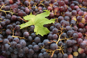 Grapes for wine