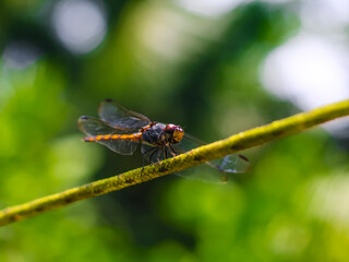 Beautiful nature scene dragonfly. Dragonfly in the nature habitat using as a background or wallpaper.The concept for writing an article. Dragonfly wings.