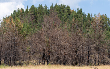 The consequences of a fire in the forests of Bulgaria. Charred, dead coniferous trees. An environmental disaster.